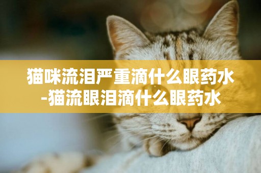 貓咪流淚嚴重滴什么眼藥水-貓流眼淚滴什么眼藥水