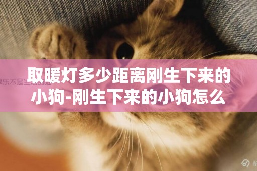 取暖燈多少距離剛生下來的小狗-剛生下來的小狗怎么養
