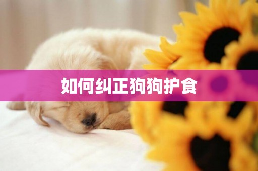 如何糾正狗狗護食