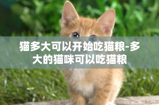 貓多大可以開始吃貓糧-多大的貓咪可以吃貓糧