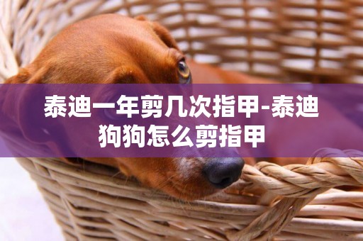 泰迪一年剪幾次指甲-泰迪狗狗怎么剪指甲