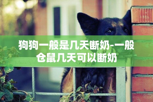 狗狗一般是幾天斷奶-一般倉鼠幾天可以斷奶