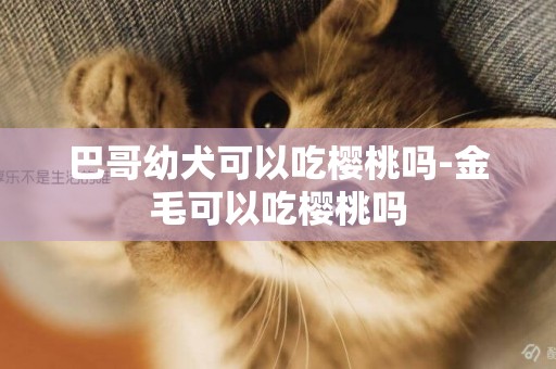 巴哥幼犬可以吃櫻桃嗎-金毛可以吃櫻桃嗎