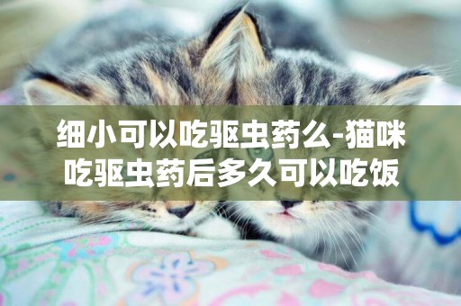 細小可以吃驅蟲藥么-貓咪吃驅蟲藥后多久可以吃飯