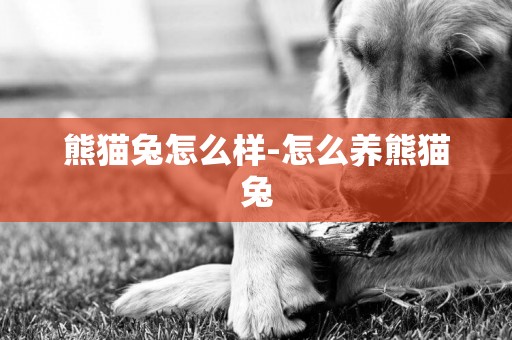 熊貓兔怎么樣-怎么養熊貓兔