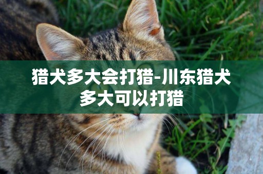獵犬多大會打獵-川東獵犬多大可以打獵