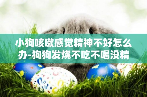 小狗咳嗽感覺精神不好怎么辦-狗狗發燒不吃不喝沒精神怎么辦