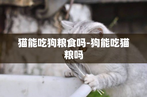 貓能吃狗糧食嗎-狗能吃貓糧嗎