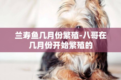 蘭壽魚幾月份繁殖-八哥在幾月份開始繁殖的
