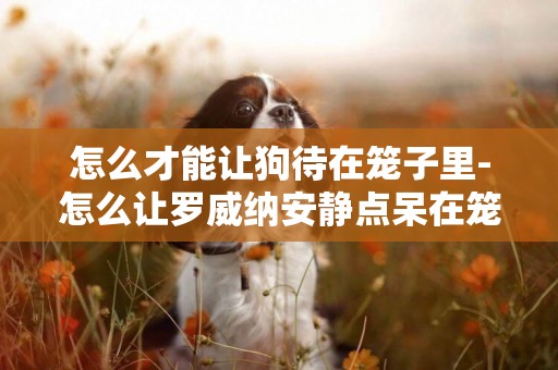 怎么才能讓狗待在籠子里-怎么讓羅威納安靜點呆在籠子里