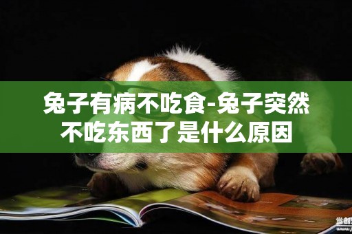 兔子有病不吃食-兔子突然不吃東西了是什么原因