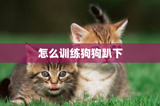 怎么訓練狗狗趴下