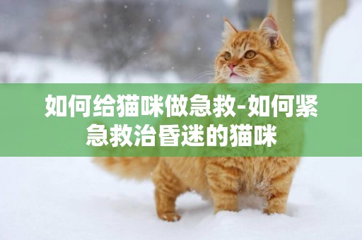 如何給貓咪做急救-如何緊急救治昏迷的貓咪
