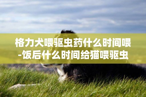 格力犬喂驅蟲藥什么時間喂-飯后什么時間給貓喂驅蟲藥