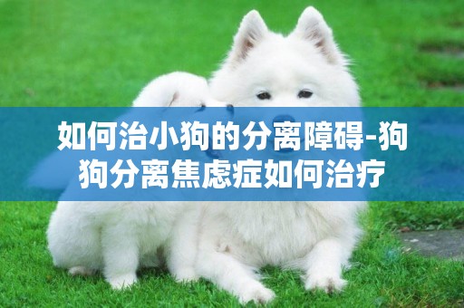如何治小狗的分離障礙-狗狗分離焦慮癥如何治療