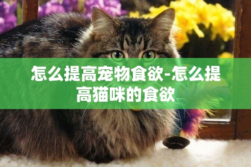 怎么提高寵物食欲-怎么提高貓咪的食欲