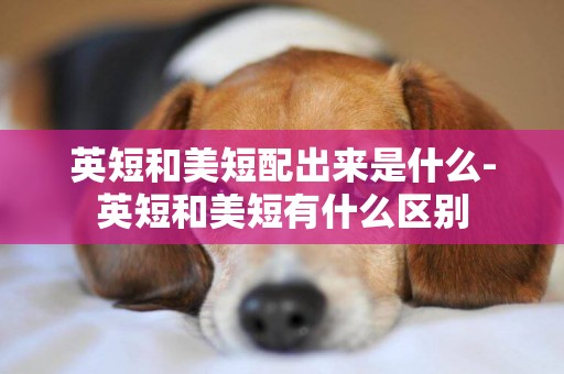 英短和美短配出來是什么-英短和美短有什么區別