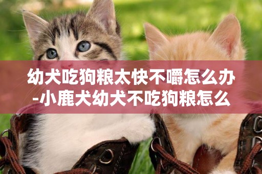 幼犬吃狗糧太快不嚼怎么辦-小鹿犬幼犬不吃狗糧怎么辦