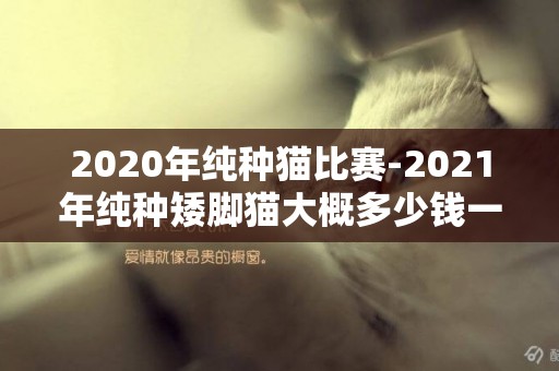 2020年純種貓比賽-2021年純種矮腳貓大概多少錢一只