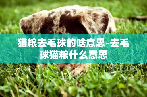 貓糧去毛球的啥意思-去毛球貓糧什么意思