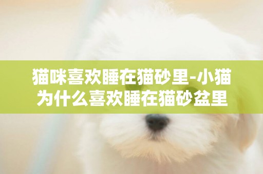 貓咪喜歡睡在貓砂里-小貓為什么喜歡睡在貓砂盆里