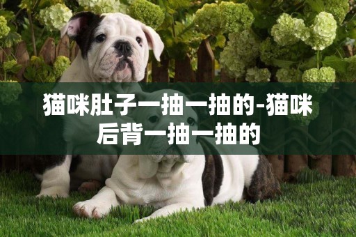 貓咪肚子一抽一抽的-貓咪后背一抽一抽的