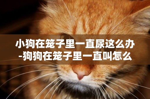 小狗在籠子里一直尿這么辦-狗狗在籠子里一直叫怎么辦