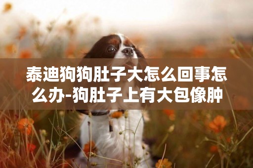 泰迪狗狗肚子大怎么回事怎么辦-狗肚子上有大包像腫瘤怎么回事