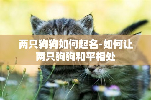 兩只狗狗如何起名-如何讓兩只狗狗和平相處