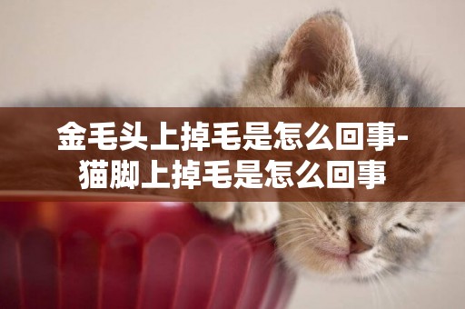 金毛頭上掉毛是怎么回事-貓腳上掉毛是怎么回事