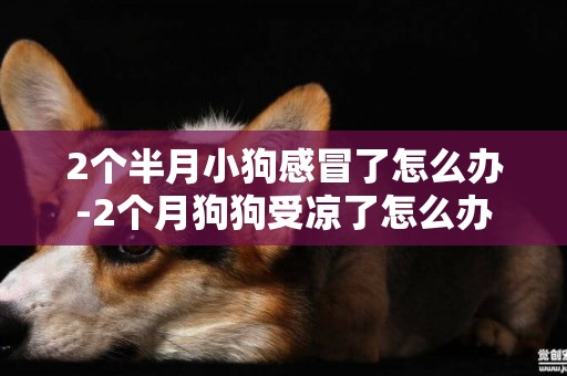 2個半月小狗感冒了怎么辦-2個月狗狗受涼了怎么辦