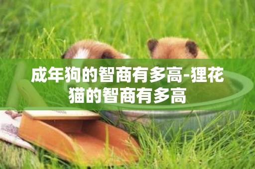 成年狗的智商有多高-貍花貓的智商有多高