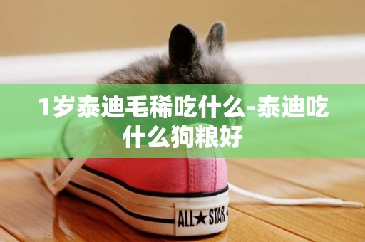 1歲泰迪毛稀吃什么-泰迪吃什么狗糧好