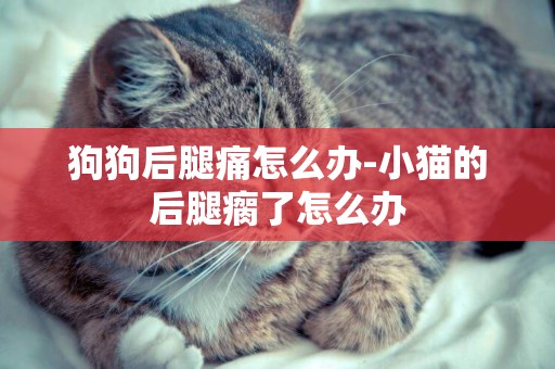 狗狗后腿痛怎么辦-小貓的后腿瘸了怎么辦