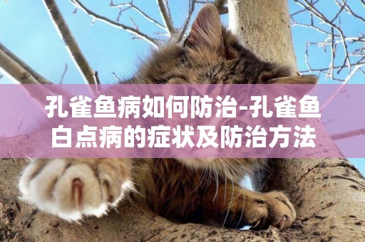孔雀魚病如何防治-孔雀魚白點病的癥狀及防治方法
