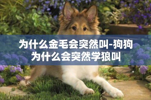 為什么金毛會突然叫-狗狗為什么會突然學狼叫