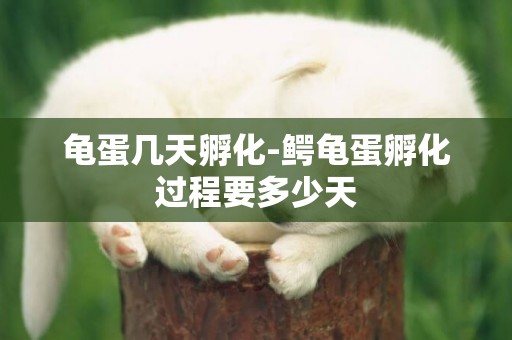 龜蛋幾天孵化-鱷龜蛋孵化過程要多少天