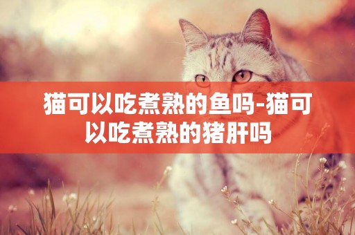 貓可以吃煮熟的魚嗎-貓可以吃煮熟的豬肝嗎