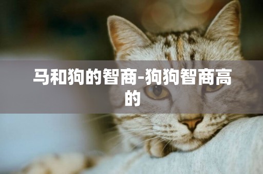 馬和狗的智商-狗狗智商高的