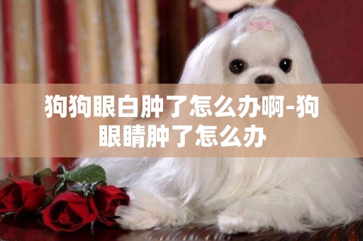 狗狗眼白腫了怎么辦啊-狗眼睛腫了怎么辦