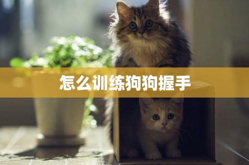 怎么訓練狗狗握手