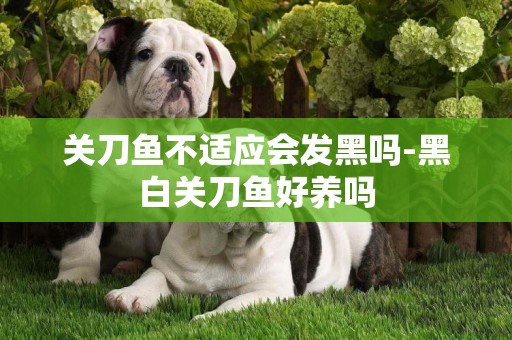 關刀魚不適應會發黑嗎-黑白關刀魚好養嗎