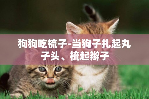 狗狗吃梳子-當狗子扎起丸子頭、梳起辮子