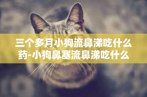 三個多月小狗流鼻涕吃什么藥-小狗鼻塞流鼻涕吃什么藥