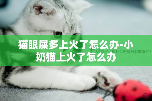 貓眼屎多上火了怎么辦-小奶貓上火了怎么辦