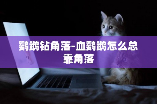 鸚鵡鉆角落-血鸚鵡怎么總靠角落