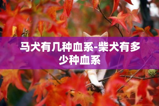 馬犬有幾種血系-柴犬有多少種血系