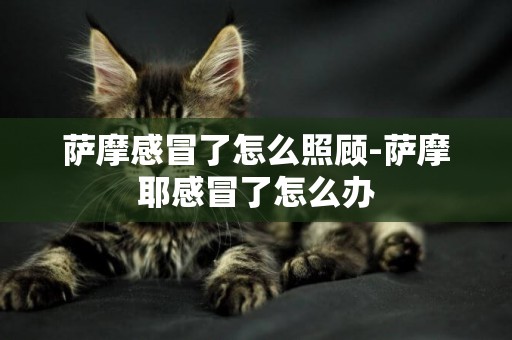薩摩感冒了怎么照顧-薩摩耶感冒了怎么辦