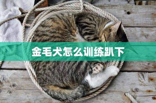 金毛犬怎么訓練趴下