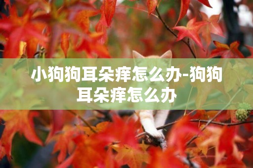 小狗狗耳朵癢怎么辦-狗狗耳朵癢怎么辦